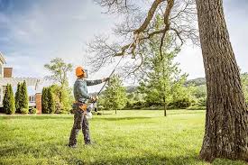 Best Arborist Consultation Services  in Savannah, GA