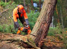 Savannah, GA Tree Services Company