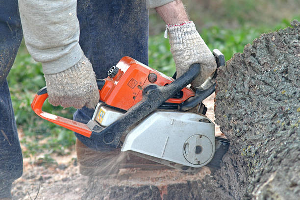 How Our Tree Care Process Works  in  Savannah, GA