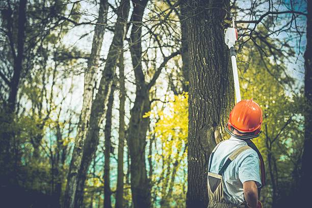 Best Storm Damage Tree Cleanup  in Savannah, GA