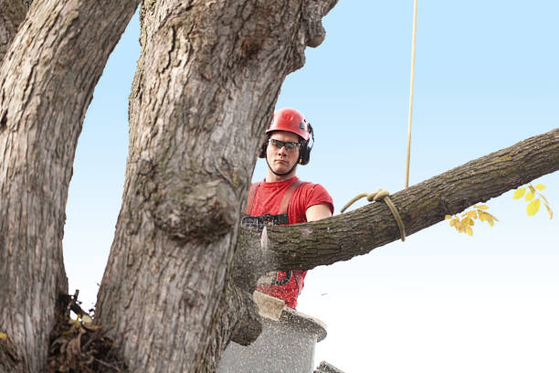 Best Tree Maintenance Programs  in Savannah, GA